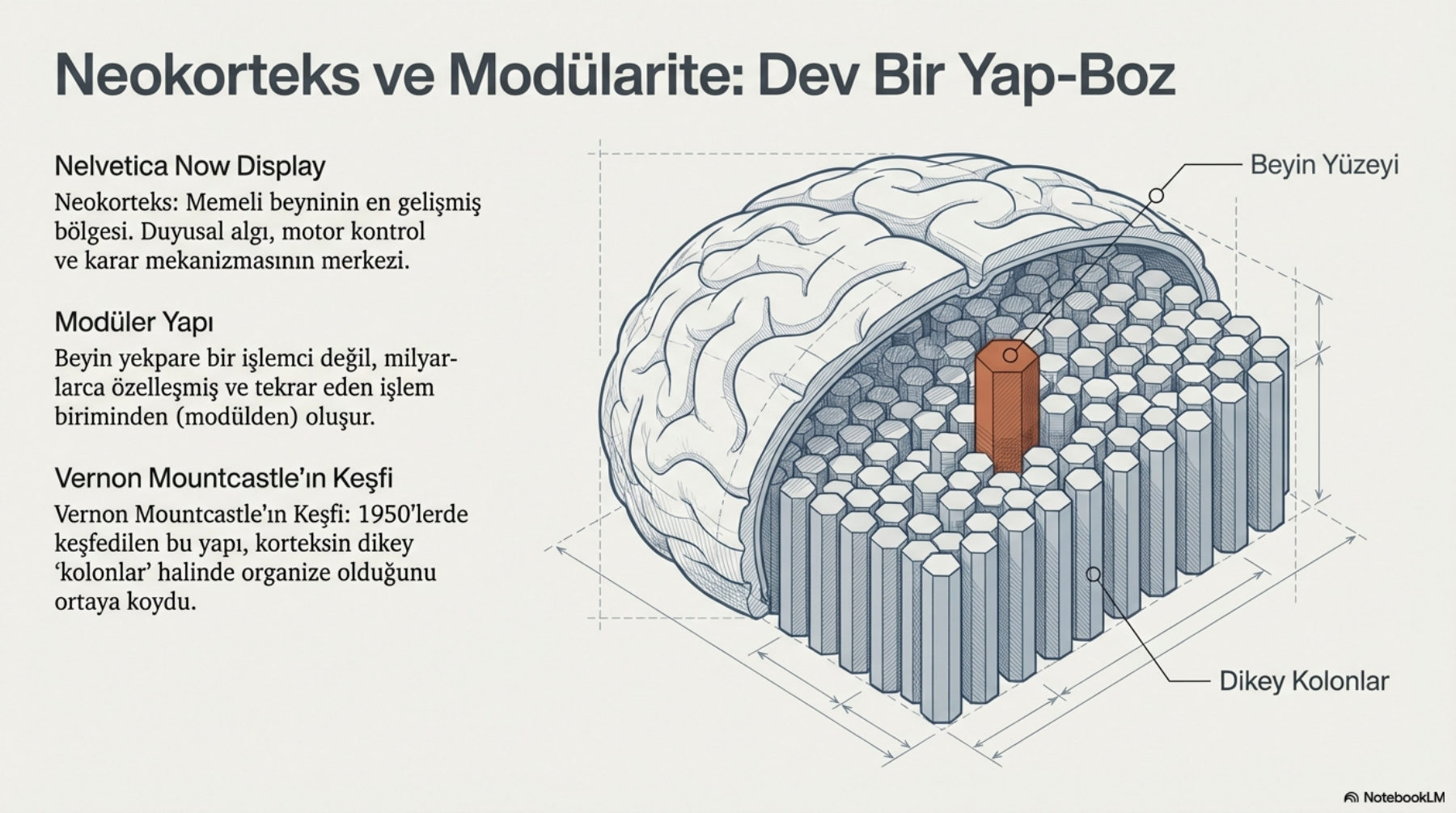 Neokorteks ve modülarite