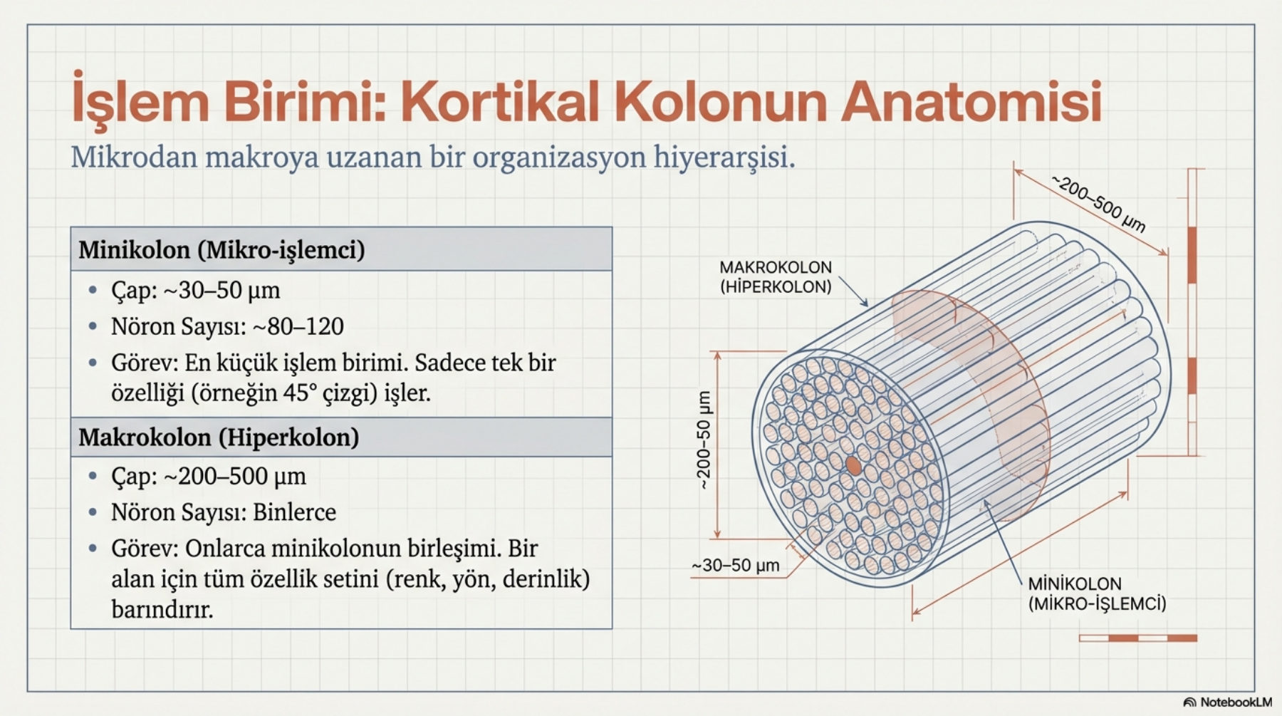 Kortikal kolonun anatomisi: minikolon ve makrokolon