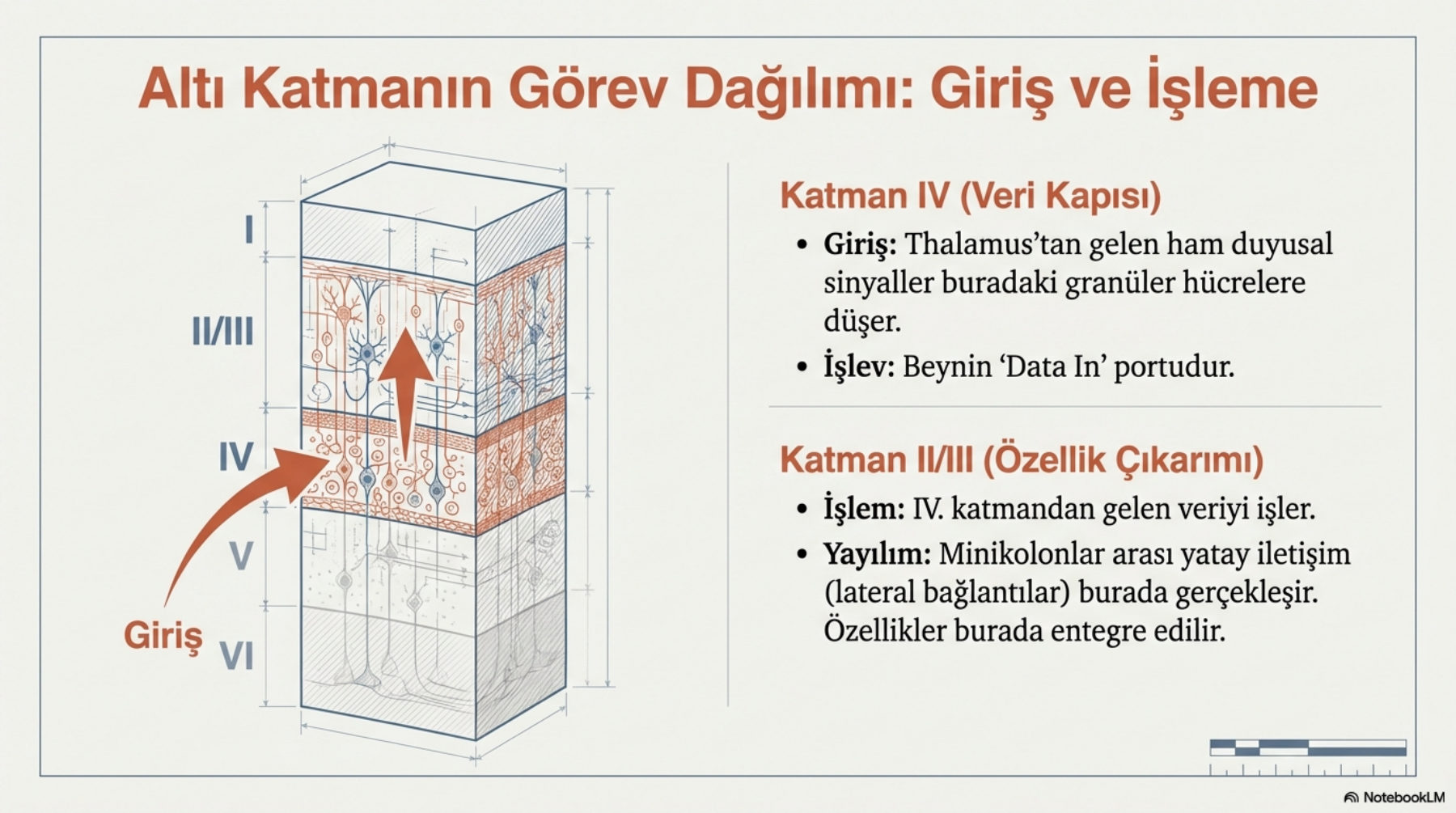 Katman IV ve Katman II/III